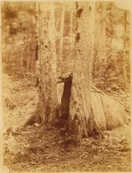 Ohne Titel, aus dem Portfolio Der Wald: Adirondack-Wälder