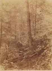 Ohne Titel, aus dem Portfolio Der Wald: Adirondack-Wälder