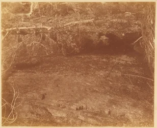 Ohne Titel, aus dem Portfolio Der Wald: Adirondack-Wälder