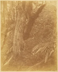 Ohne Titel, aus dem Portfolio Der Wald: Adirondack-Wälder