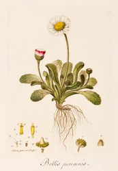 Bellis perennis, Gänseblümchen, ca. 1770-1790