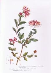 Geißblatt, Natur in Großbritannien, veröffentlicht von Collins, 1946