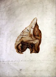 Studie des Gehirns I, ca. 1850