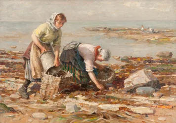 Muschelsammler