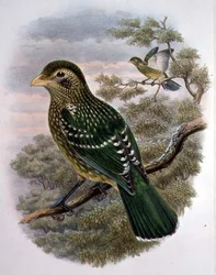 Ailuroedus Crassirostris, Grüner Katzenvogel (Farblithografie)