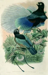 Blauer Paradiesvogel (Farblithographie)