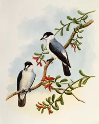Stromrobin (Monachella muelleriana), Gravur von William Matthew Hart (1830-1908), Vereinigtes Königreich