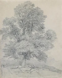 Eine Bergulme bei Hawley, Hampshire