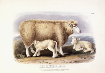 Die Cotswold-Rasse, Mutterschaf, 8 Jahre alt, 1840-1842