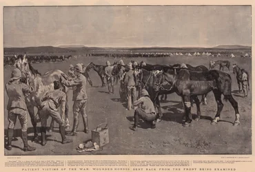 Geduldige Opfer des Krieges, verwundete Pferde, die von der Front zurückgeschickt werden, werden untersucht