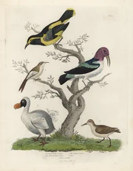 Schwarz-gelber Baumläufer, braun-weißer Baumläufer, Certhia americana, Cayenne-Baumläufer, Dacnis cayana, Dodo, Raphus cucullatus, und Purre oder Alpenstrandläufer, Calidris alpina. Handkolorierter Kupferstich eines unbekannten Künstlers aus William
