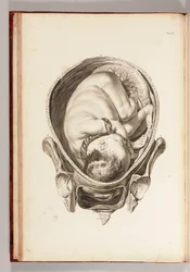 Gravur eines Kindes im Mutterleib aus Ein Satz anatomischer Tafeln mit Erklärungen und einer Zusammenfassung der Praxis der Geburtshilfe, 1754