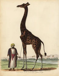 Giraffe, Giraffa camelopardalis