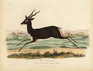 Indische Antilope oder Schwarzbock, Antilope cervicapra