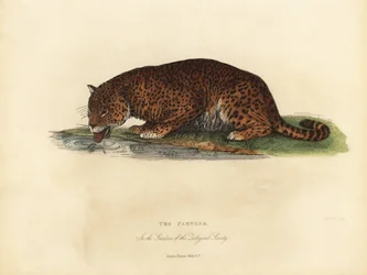 Panther, Panthera pardus oder Panthera onca