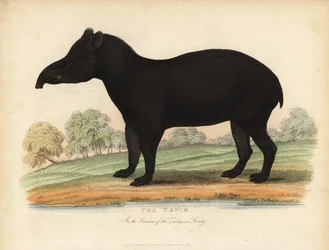 Südamerikanischer Tapir, Tapirus terrestris, gefährdet