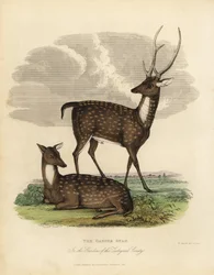 Sumpfhirsch oder Barasingha, Rucervus duvaucelii