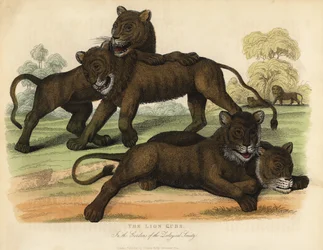Die Löwenjungen in den Gärten der Zoologischen Gesellschaft