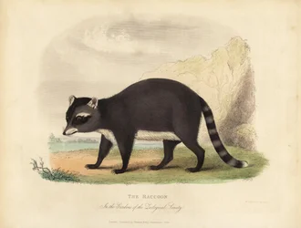 Der Waschbär, Procyon lotor