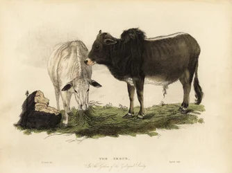 Zebu, Bos primigenius indicus