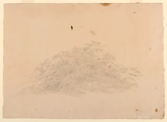 Studie von Laub