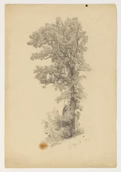 Studie von Laub