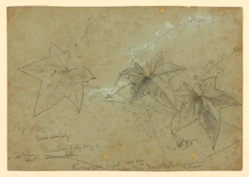 Studie von Laub