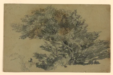 Studie von Laub