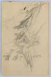 Studie von Laub
