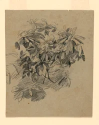 Studie von Laub