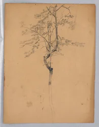 Studie von Laubwerk