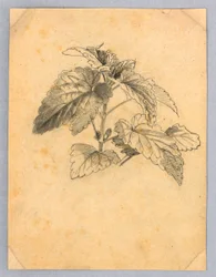 Studie von Laub