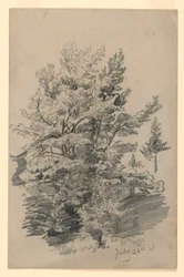 Studie von Laub