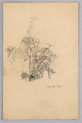 Studie von Laub