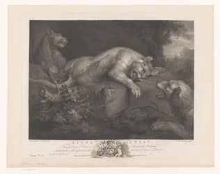 Drei spielende Löwen