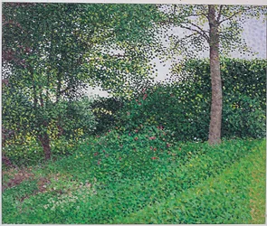 Abendlicht: Junge Esche