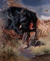 Gordon Setter zwischen Schilf