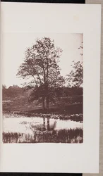Eschen am Ufer des Turtle Pond in Beverly