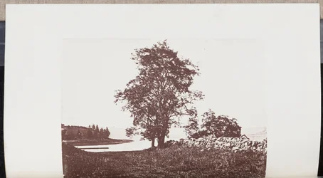 Heuschreckenbäume am Ufer des Bass River in Beverly