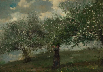 Mädchen, das Apfelblüten pflückt