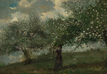 Mädchen pflückt Apfelblüten