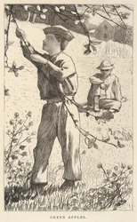 Grüne Äpfel, aus Our Young Folks, August 1868