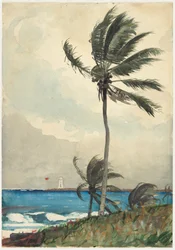 Palmenbaum, Nassau