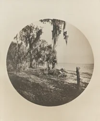 Palmen- und Strandszene, Küste von Florida, ca. 1904