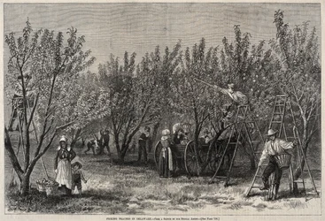 Pfirsichernte in Delaware