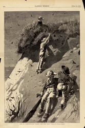 Überfall auf eine Sand-Schwalben-Kolonie--"Wie viele Eier?", aus Harper