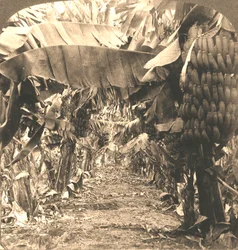 Im Herzen einer Bananenplantage, Hawaii-Inseln, 1901