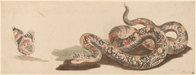 Schlange und Schmetterling, 1680er-1690er