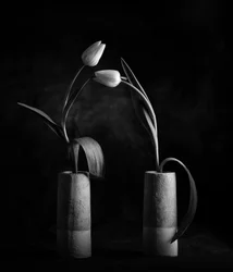 Elegante schwarz-weiße Tulpen