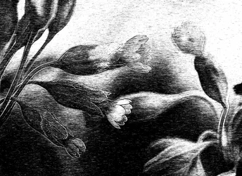Zarte Blumenzeichnung